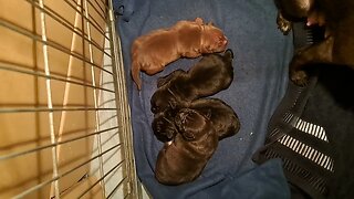 feeding the dam OBI2023 BABY PATTERDALE TERRIERS day 6 Irish bull&terrierfell BSL puppies pups puppy