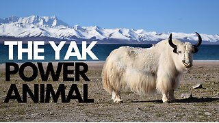 The Yak Power Animal