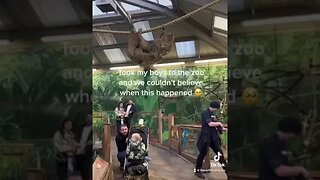 TIKTOK of Viral Edinburgh Zoo Sloth