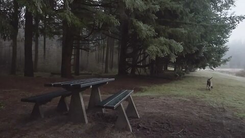 Dog sniffing in the woods