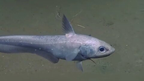 Fossa das Mariana Aonde Existem Criaturas Surpreendentes