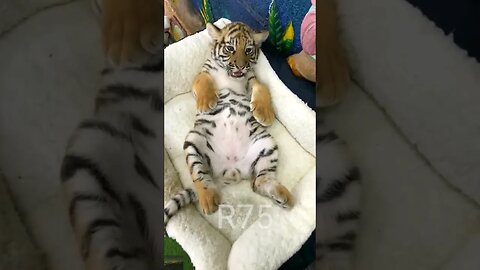 Tiger Cub in Lazy Mood _ R75_ #tiger #lion #rumbleshorts #shorts #viral