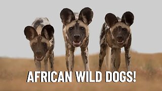 The Social Life of African Wild Dogs!