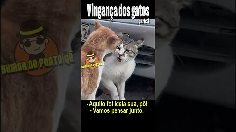 Vingança dos Gatos (parte 2)