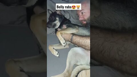 Belly rubs makes our dog sleepy!#dog #shorts #bellyrubs