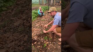 Two Survival Root Crops - One Garden Bed! #gardeninghacks