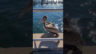 My Florida Pelican Pal! | My Florida Adventures 🌴🌊 #shorts