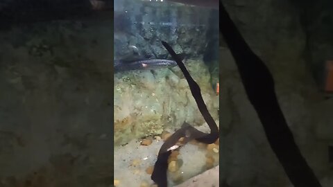 Electric eel 😃