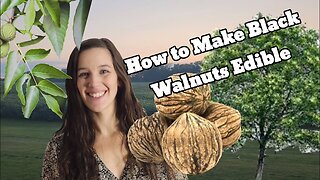 Foraging and Processing Black Walnuts