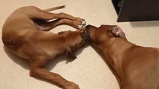 Rhodesian Ridgebacks: Pup Practices Her MOTHER!ing Skills on Dog