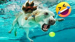 Funny Dogs 🐶 - You'll Laugh With Them - #2 (2023)