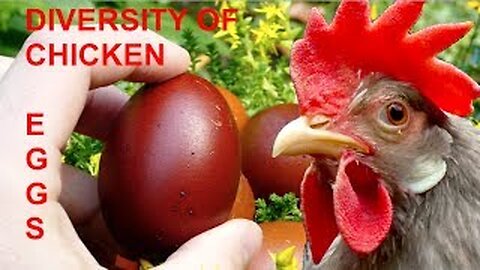 DIVERSITY OF CHICKEN EGGS: a comparison with 20 different breeds from Leghorn to Orpington