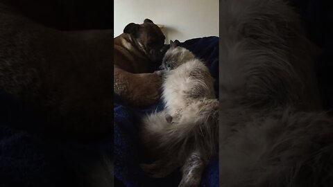 Dog and Cat Cuddles.