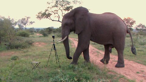 Photographer Helplessly Watches Elephant Knocks Over His Camera
