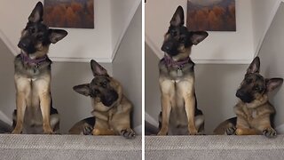 Dogs perform adorable head tilts