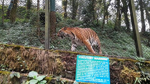Zoo Tiger