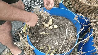 100 Litre Soil Container Potato Harvest