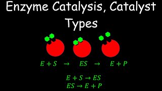 Enzyme Catalysis, Catalyst Types, Kinetics - Chemistry