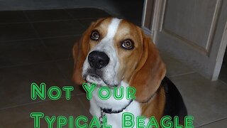 Barkley's Not Your Typical Beagle