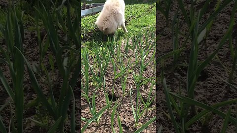 How garlic grows 🧄