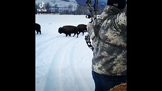 Bison harvest with bow