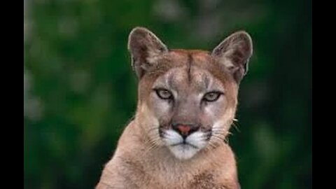 Polish Mountain Lion