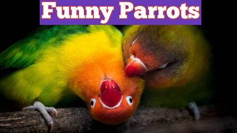 Funny Parrots. Funny Animal Compilation video