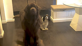 Adorable Newfie & Cavalier Convince Mom To Let Them Play Outside