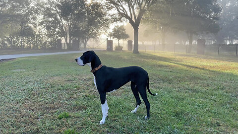 Great Dane Enjoys A Stroll In The Foggy Florida Sunrise