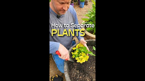 How to Easily Separate Plants Growing Too Close