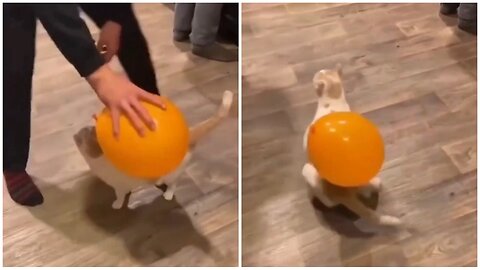 Adorable Cat Goes on an Adventure with a Balloon!