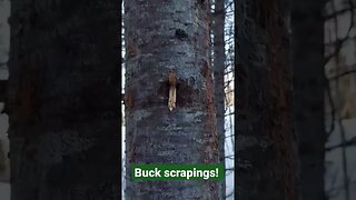 Buck Sign! #deer #nature # canada