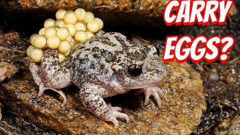 The Once thought to be extinct Majorcan Midwife Toad