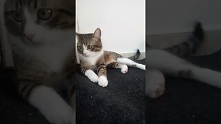 Cute Cat Looks at His Moving Tail