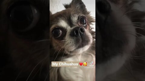 My Chihuahua ❤️ is speaking with other dogs #tiktokvideo #shorts #mystories