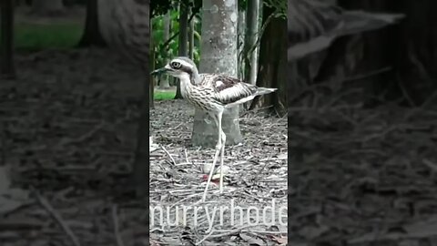 Curlew Story Pt2. Don’t miss Pt3. Subscribe now.