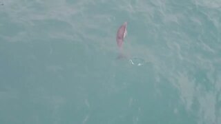 Video footage of a Common dolphin In Southwest British waters. #DJI #BDMLR #cornwall #cornwalllife