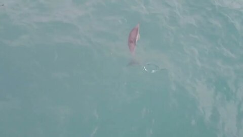 Video footage of a Common dolphin In Southwest British waters. #DJI #BDMLR #cornwall #cornwalllife