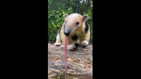 Anteater Shows Off Its Remarkable 16-Inch-Long Tongue At Washington Zoo