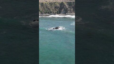 Northern California Black Sand Beach Wave Action - Drone Shot - Stunning Beauty!