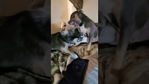 Pitbull V's Pomsky