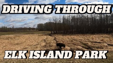 A Drive Through Of Elk Island National Park