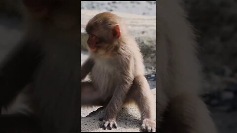 2PM in Japan Mountains - Cute Baby Monkey is Itchy