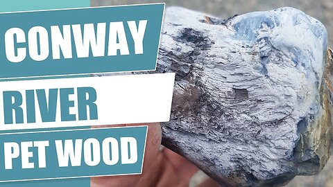 Conway river petrified wood hunt. Rockhounding in New Zealand
