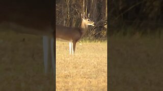 Deer on the Chickamauga Battlefield