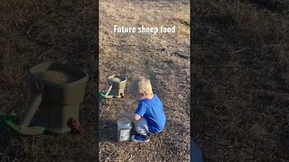 Tiny farmer spreads seeds for future sheep food #farming #learning #shorts #youtubeshorts