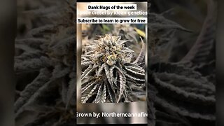 Dude Grows Show. Subscribe & Ask Us Anything. Cannabis Growing. Expert Techniques. The Dude Grows🔥