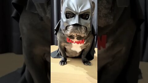 Spider man 🕷️🕷️ #foryou #viral #xyzbca #pug