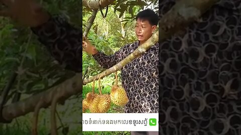 #shorts ដំណាំទុរេន, Durian Cambodia