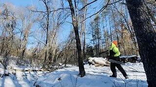Clearing Land - Dropping Trees in the Woodyard